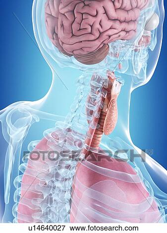 Stock Photo - Human internal organs, computer illustration.. Fotosearch