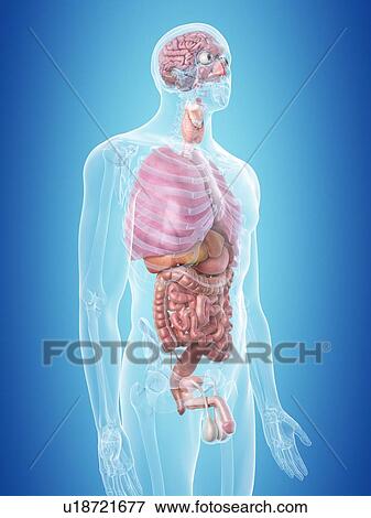 Human internal organs, computer illustration. View Large Photo Image Stock Photo - Human internal organs, computer illustration.. Fotosearch