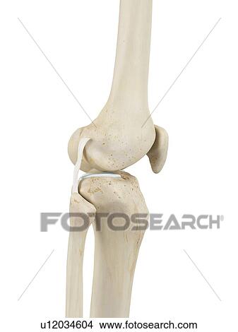 Picture - Human knee joint, computer illustration.. Fotosearch