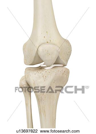 Human knee joint, computer illustration. View Large Photo Image Stock Image - Human knee joint, computer illustration.. Fotosearch