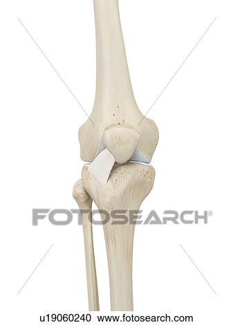 Human knee joint, computer illustration. View Large Photo Image Stock Image - Human knee joint, computer illustration.. Fotosearch
