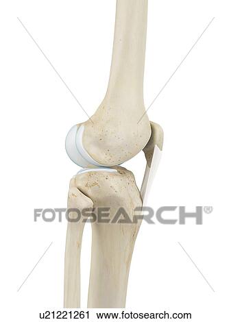 Stock Image - Human knee joint, computer illustration.. Fotosearch