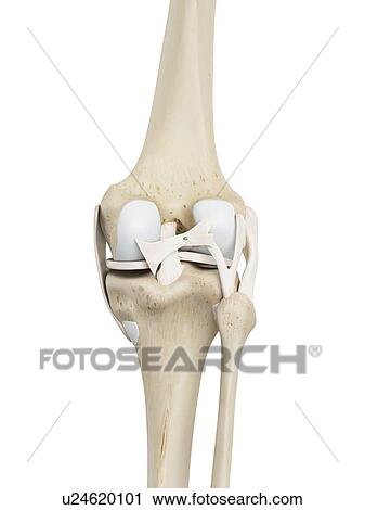 Human knee joint, computer illustration. View Large Photo Image Stock Image - Human knee joint, computer illustration.. Fotosearch