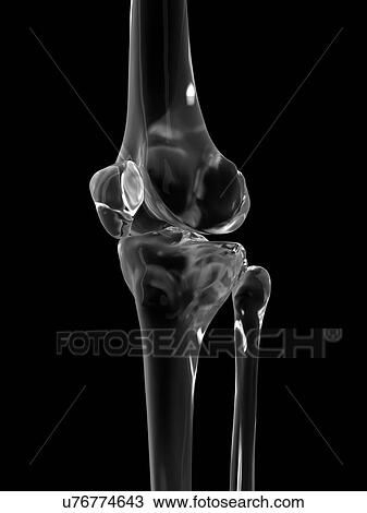 Stock Image - Human knee joint, computer illustration.. Fotosearch