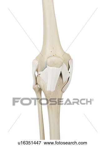 Human knee joint, computer illustration. View Large Photo Image Stock Photo - Human knee joint, computer illustration.. Fotosearch