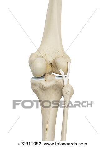 Human knee joint, computer illustration. View Large Photo Image Stock Photo - Human knee joint, computer illustration.. Fotosearch