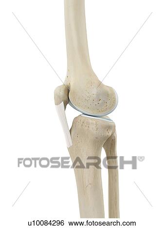 Stock Photograph - Human knee joint, computer illustration.. Fotosearch