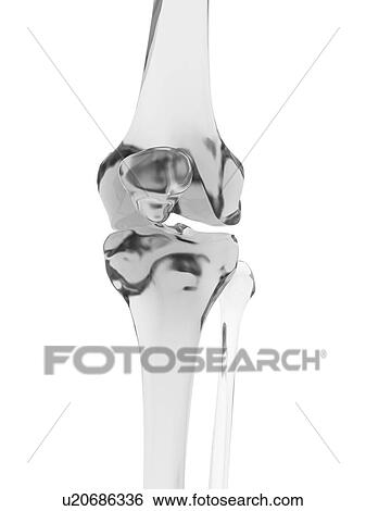 Stock Photograph - Human knee joint, computer illustration.. Fotosearch