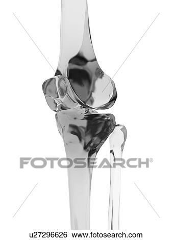 Stock Photograph - Human knee joint, computer illustration.. Fotosearch