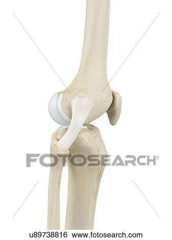 Human knee joint, computer illustration. View Large Photo Image Stock Photograph - Human knee joint, computer illustration.. Fotosearch