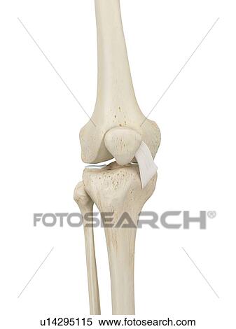 Human knee joint, computer illustration. View Large Photo Image Stock Photography - Human knee joint, computer illustration.. Fotosearch