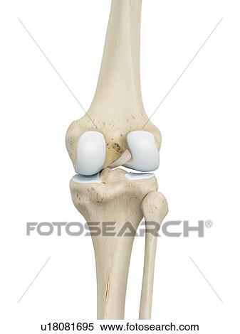Human knee joint, computer illustration. View Large Photo Image Stock Photography - Human knee joint, computer illustration.. Fotosearch