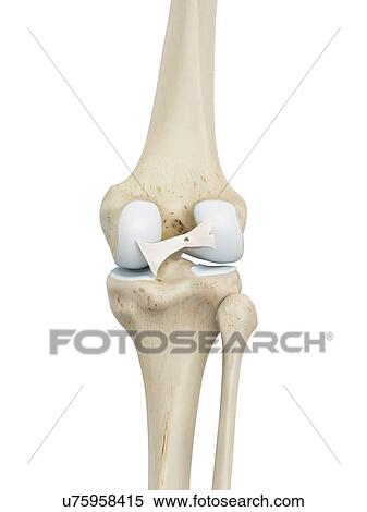 Human knee joint, computer illustration. View Large Photo Image Stock Photography - Human knee joint, computer illustration.. Fotosearch