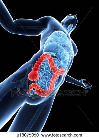 Stock Image - Human large intestine, computer artwork.. Fotosearch
