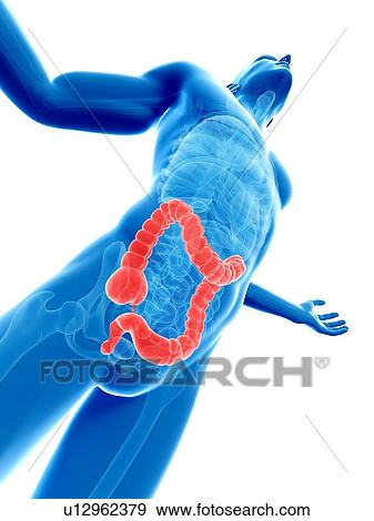 Human large intestine, computer artwork. View Large Photo Image Stock Photo - Human large intestine, computer artwork.. Fotosearch