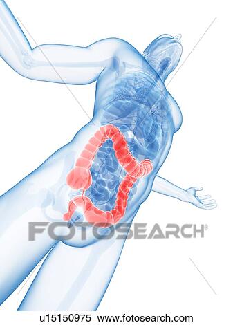 Stock Photography - Human large intestine, computer artwork.. Fotosearch
