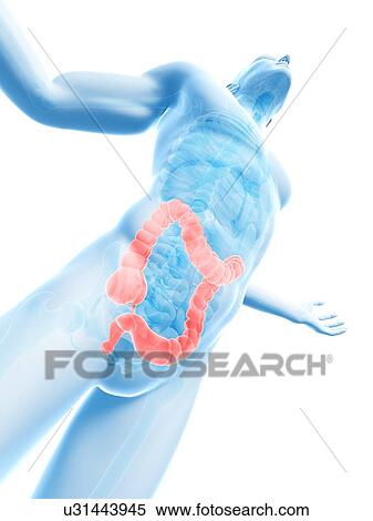 Human large intestine, computer artwork. View Large Photo Image Stock Photography - Human large intestine, computer artwork.. Fotosearch