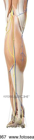 Human leg anatomy, computer illustration. View Large Photo Image Stock Photo - Human leg anatomy, computer illustration.. Fotosearch