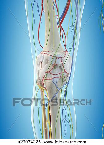 Stock Photography - Human leg anatomy, computer illustration.. Fotosearch