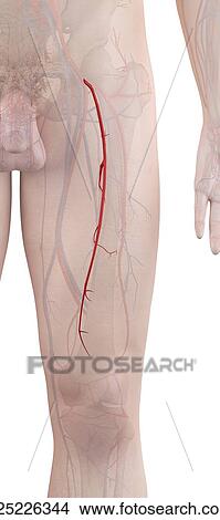 Human leg arteries, computer illustration. View Large Photo Image Picture - Human leg arteries, computer illustration.. Fotosearch