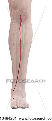 Stock Image - Human leg artery, computer illustration.. Fotosearch