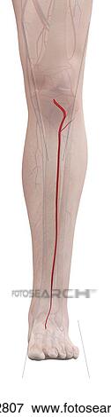 Stock Photo - Human leg artery, computer illustration.. Fotosearch