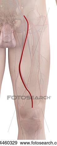 Human leg artery, computer illustration. View Large Photo Image Stock Photo - Human leg artery, computer illustration.. Fotosearch