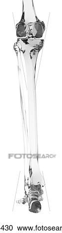 Stock Image - Human leg bones, computer illustration.. Fotosearch