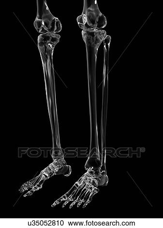 Stock Image - Human leg bones, computer illustration.. Fotosearch