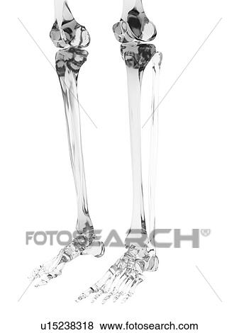 Stock Photo - Human leg bones, computer illustration.. Fotosearch