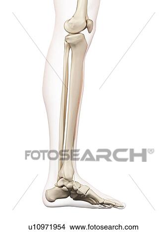 Human leg muscle, computer illustration. View Large Photo Image Picture - Human leg muscle, computer illustration.. Fotosearch
