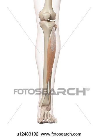 Stock Image - Human leg muscle, computer illustration.. Fotosearch