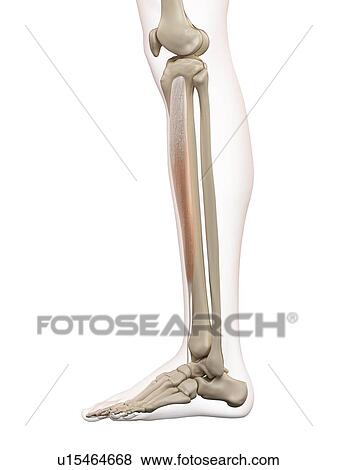 Human leg muscle, computer illustration. View Large Photo Image Stock Photo - Human leg muscle, computer illustration.. Fotosearch
