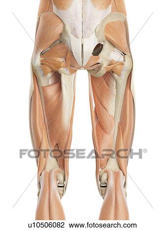 Human leg muscles, computer illustration. View Large Photo Image Stock Image - Human leg muscles, computer illustration.. Fotosearch