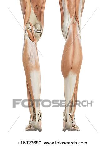 Human leg muscles, computer illustration. View Large Photo Image Stock Image - Human leg muscles, computer illustration.. Fotosearch