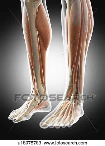 Stock Image - Human leg muscles, computer illustration.. Fotosearch