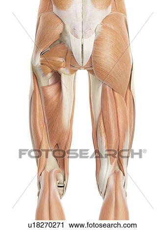 Human leg muscles, computer illustration. View Large Photo Image Stock Image - Human leg muscles, computer illustration.. Fotosearch