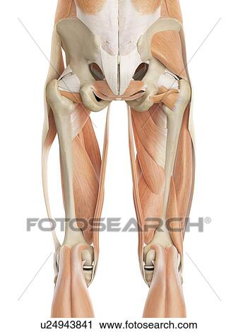 Human leg muscles, computer illustration. View Large Photo Image Stock Image - Human leg muscles, computer illustration.. Fotosearch