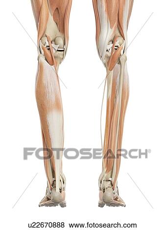 Human leg muscles, computer illustration. View Large Photo Image Stock Photo - Human leg muscles, computer illustration.. Fotosearch