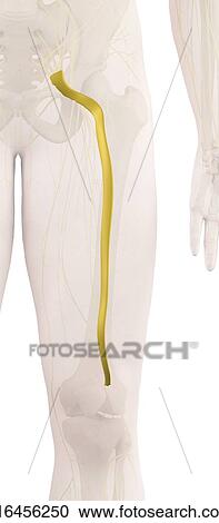 Stock Image - Human leg nerve, computer illustration.. Fotosearch