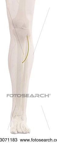 Stock Image - Human leg nerve, computer illustration.. Fotosearch