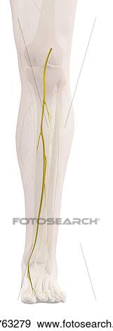 Stock Photo - Human leg nerve, computer illustration.. Fotosearch