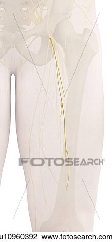 Human leg nerves, computer illustration. View Large Photo Image Stock Image - Human leg nerves, computer illustration.. Fotosearch