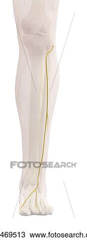 Stock Image - Human leg nerves, computer illustration.. Fotosearch