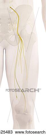 Human leg nerves, computer illustration. View Large Photo Image Stock Image - Human leg nerves, computer illustration.. Fotosearch