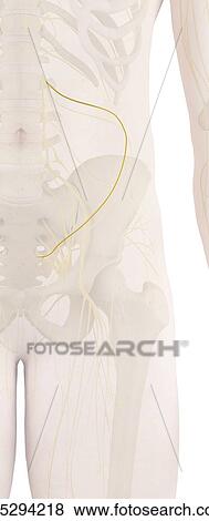 Human leg nerves, computer illustration. View Large Photo Image Stock Photo - Human leg nerves, computer illustration.. Fotosearch