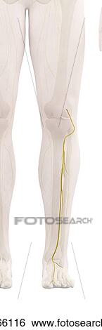 Human leg nerves, computer illustration. View Large Photo Image Stock Photograph - Human leg nerves, computer illustration.. Fotosearch