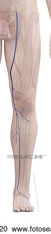 Human leg vein, computer illustration. View Large Photo Image Stock Image - Human leg vein, computer illustration.. Fotosearch