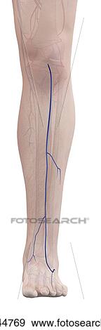 Stock Photo - Human leg veins, computer illustration.. Fotosearch