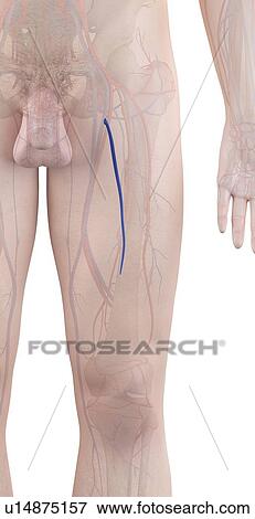 Stock Photo - Human leg veins, computer illustration.. Fotosearch